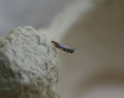 Attēlu rezultāti vaicājumam “Argyresthia spinosella”