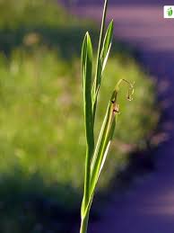 Attēlu rezultāti vaicājumam “Allium scorodoprasum fruit”
