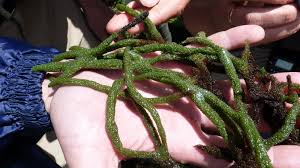 Attēlu rezultāti vaicājumam “Spongilla lacustris”