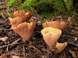 Attēlu rezultāti vaicājumam “Gomphus clavatus”