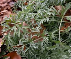 Attēlu rezultāti vaicājumam “Macrosiphoniella absinthii”