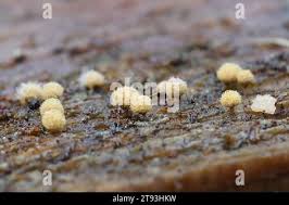 Attēlu rezultāti vaicājumam “Heterotrichia pomiformis (syn. Arcyria pomiformis) spores”