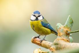 Image result for Cyanistes caeruleus