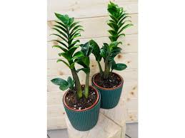 Image result for zamiokulkas