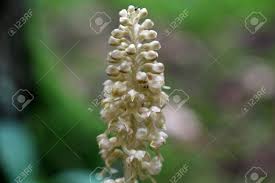 Attēlu rezultāti vaicājumam “Neottia nidus-avis flower”