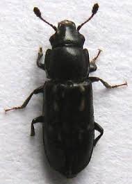 Attēlu rezultāti vaicājumam “Glischrochilus hortensis”