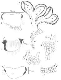 Attēlu rezultāti vaicājumam “Riccia canaliculata”