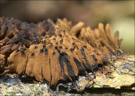 Attēlu rezultāti vaicājumam “Stemonitopsis sp.”