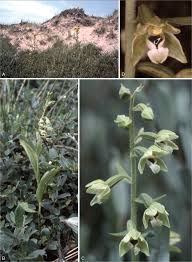 Attēlu rezultāti vaicājumam “Epipactis”