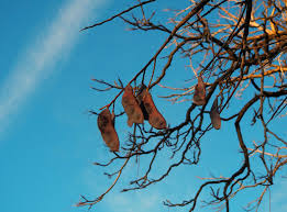 Attēlu rezultāti vaicājumam “Gymnocladus dioicus bud”