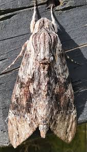 Attēlu rezultāti vaicājumam “Agrius convolvuli”