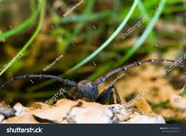 Attēlu rezultāti vaicājumam “Monochamus urussovi”