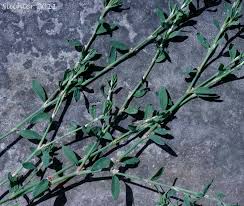 Attēlu rezultāti vaicājumam “Polygonum aviculare leaf”