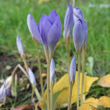 Attēlu rezultāti vaicājumam “Crocus speciosus”