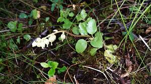 Attēlu rezultāti vaicājumam “Orthilia secunda bud”