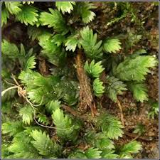 Attēlu rezultāti vaicājumam “Fissidens taxifolius”