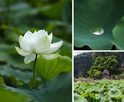 Image result for rosa aquatica