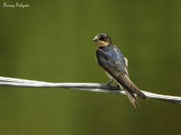 Attēlu rezultāti vaicājumam “Hirundo rustica juvenile”