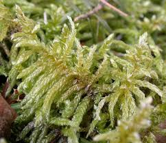 Attēlu rezultāti vaicājumam “Pseudoscleropodium purum”