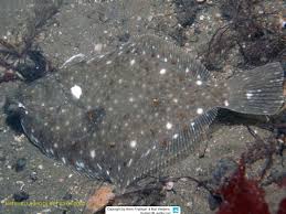 Image result for Pleuronectes platessa