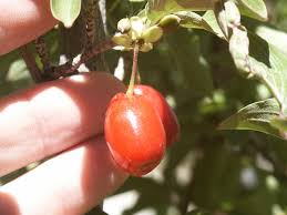 Attēlu rezultāti vaicājumam “Corynephorus canescens fruit”