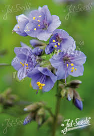 Attēlu rezultāti vaicājumam “Polemonium caeruleum flower”