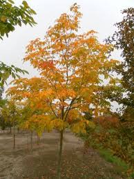 Attēlu rezultāti vaicājumam “Cladrastis kentukea”