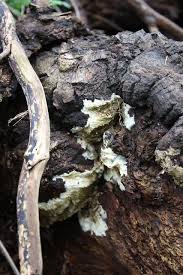 Attēlu rezultāti vaicājumam “Coniophora puteana”