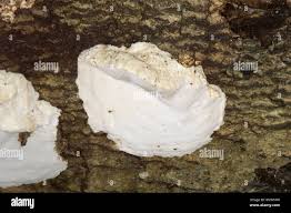 Attēlu rezultāti vaicājumam “Aurantiporus fissilis”