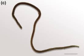 Attēlu rezultāti vaicājumam “Hirudinea”