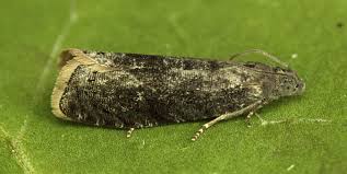 Attēlu rezultāti vaicājumam “Grapholita funebrana”