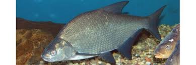 Image result for Abramis brama