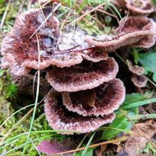 Attēlu rezultāti vaicājumam “Thelephora terrestris”