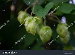 Attēlu rezultāti vaicājumam “Humulus lupulus bud”