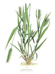 Attēlu rezultāti vaicājumam “Setaria viridis fruit”