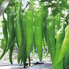 Afbeeldingsresultaat voor mme jeanette hot pepper