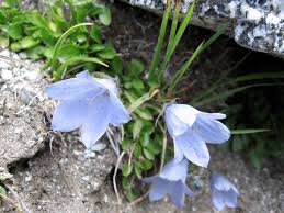 Image result for Campanula moesiaca