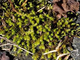 Attēlu rezultāti vaicājumam “Hedwigia ciliata”
