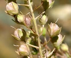Attēlu rezultāti vaicājumam “Veronica anagallis-aquatica fruit”