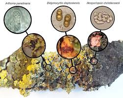 Attēlu rezultāti vaicājumam “Xanthoriicola physciae”