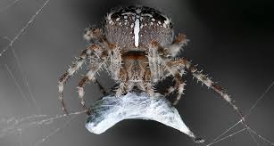 Attēlu rezultāti vaicājumam “Araneus diadematus”
