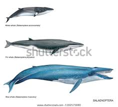 Image result for Balaenoptera acutorostrata