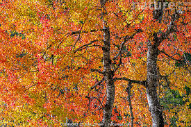 Attēlu rezultāti vaicājumam “Populus tremula”