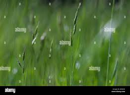 Attēlu rezultāti vaicājumam “Helictotrichon pubescens”