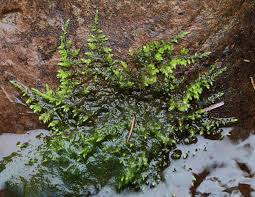 Attēlu rezultāti vaicājumam “Eurhynchiastrum pulchellum”
