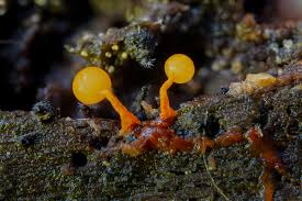 Attēlu rezultāti vaicājumam “Physarum psittacinum spores”