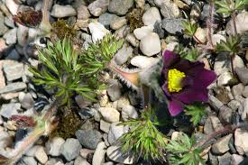 Attēlu rezultāti vaicājumam “Pulsatilla pratensis flower”