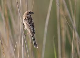 Image result for Emberiza pallasi