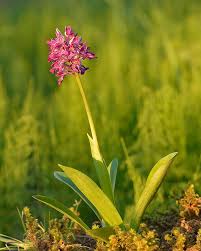 Attēlu rezultāti vaicājumam “Orchis militaris leaf”