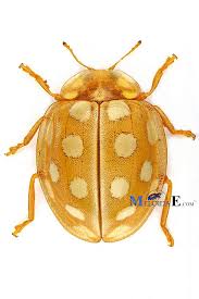 Attēlu rezultāti vaicājumam “Halyzia sedecimguttata”